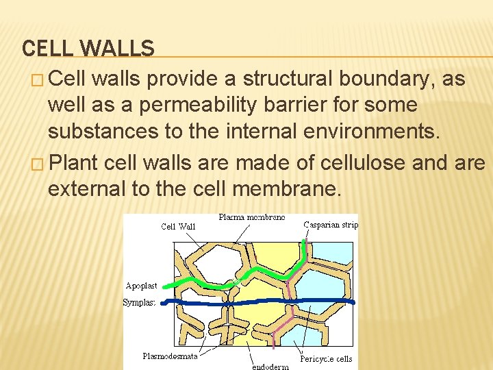 CELL WALLS � Cell walls provide a structural boundary, as well as a permeability