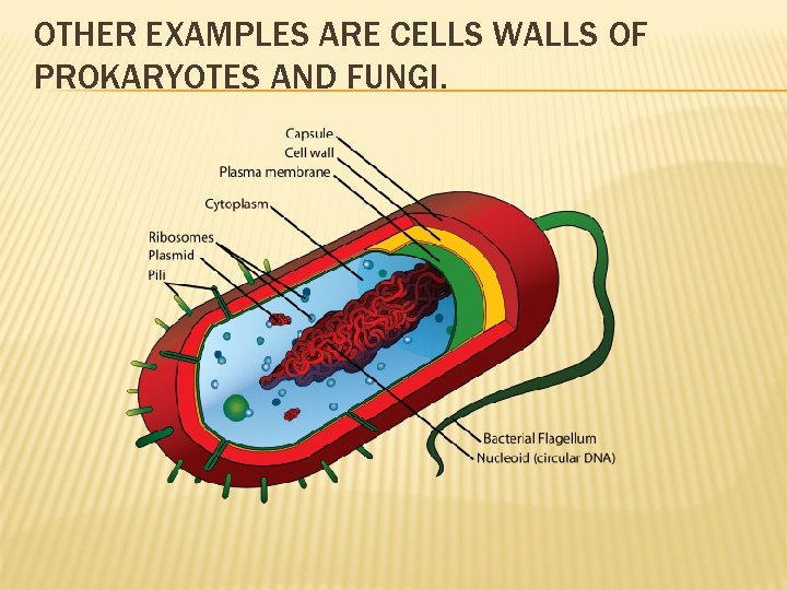 OTHER EXAMPLES ARE CELLS WALLS OF PROKARYOTES AND FUNGI. 
