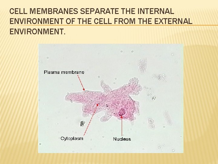 CELL MEMBRANES SEPARATE THE INTERNAL ENVIRONMENT OF THE CELL FROM THE EXTERNAL ENVIRONMENT. 