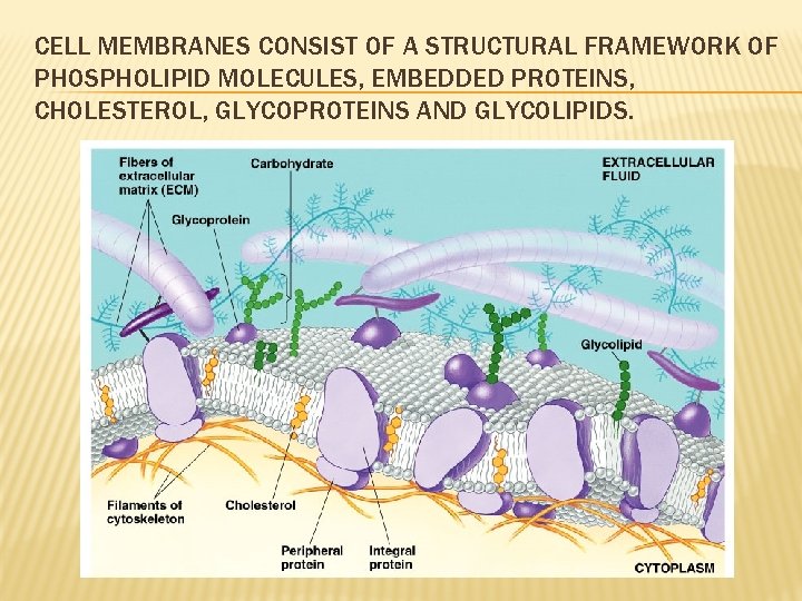 CELL MEMBRANES CONSIST OF A STRUCTURAL FRAMEWORK OF PHOSPHOLIPID MOLECULES, EMBEDDED PROTEINS, CHOLESTEROL, GLYCOPROTEINS