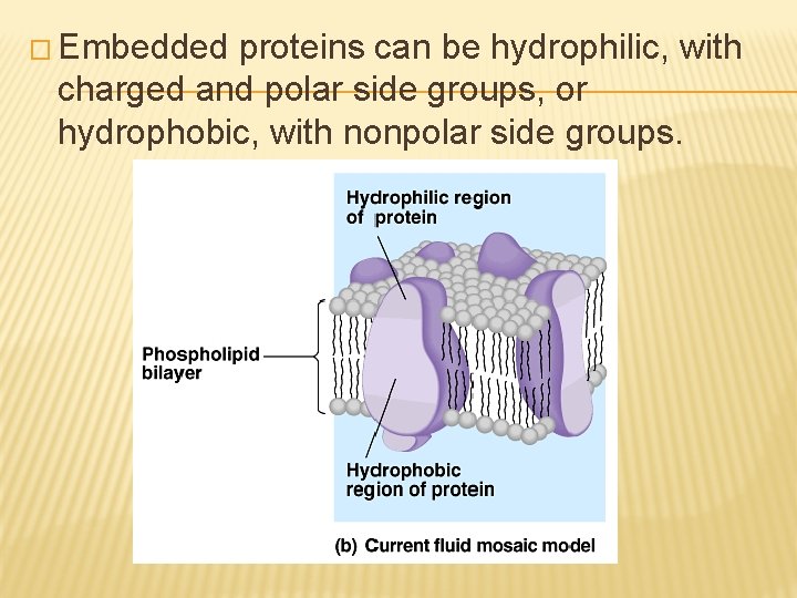 � Embedded proteins can be hydrophilic, with charged and polar side groups, or hydrophobic,