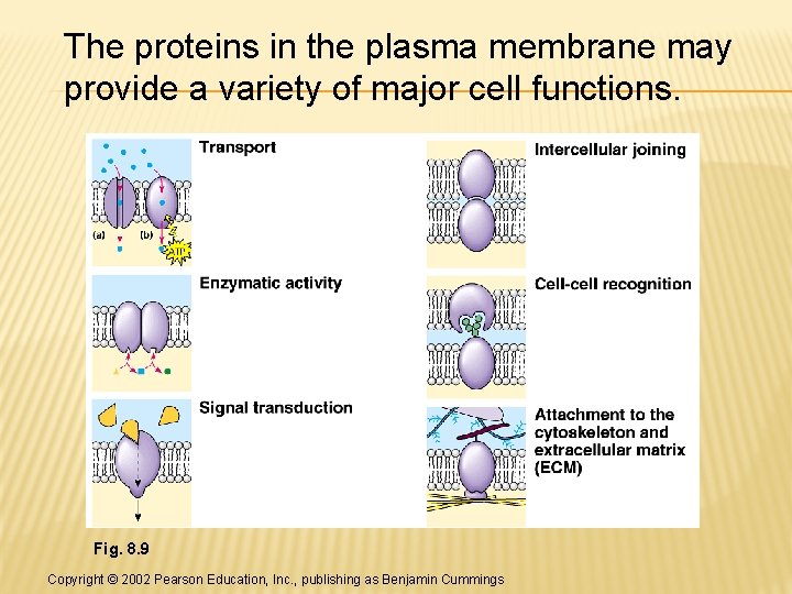 The proteins in the plasma membrane may provide a variety of major cell functions.