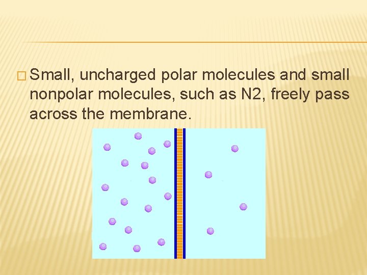 � Small, uncharged polar molecules and small nonpolar molecules, such as N 2, freely