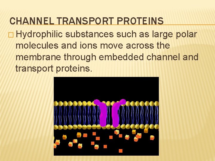 CHANNEL TRANSPORT PROTEINS � Hydrophilic substances such as large polar molecules and ions move