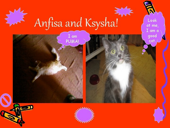 Anfisa and Ksysha! I am PUMA! Look at me, I am a good cat.