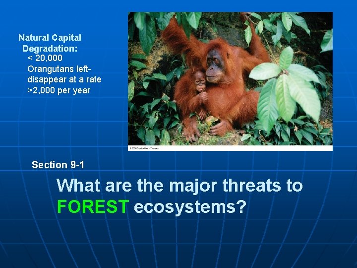 Natural Capital Degradation: < 20, 000 Orangutans leftdisappear at a rate >2, 000 per