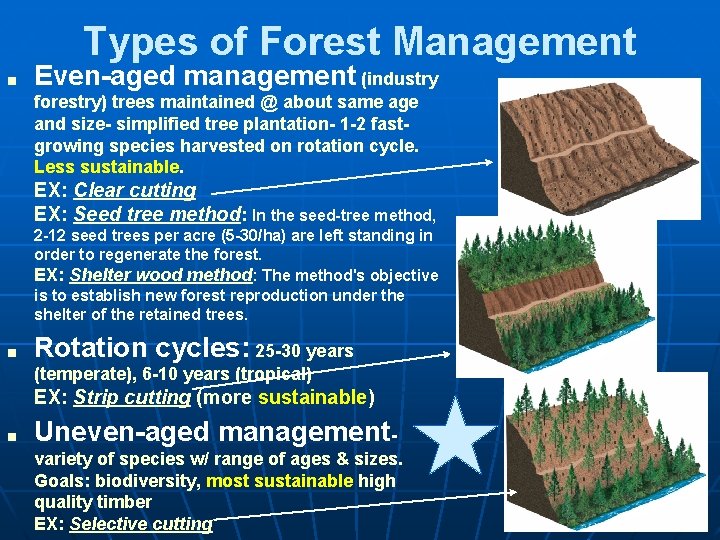 Types of Forest Management ■ Even-aged management (industry forestry) trees maintained @ about same
