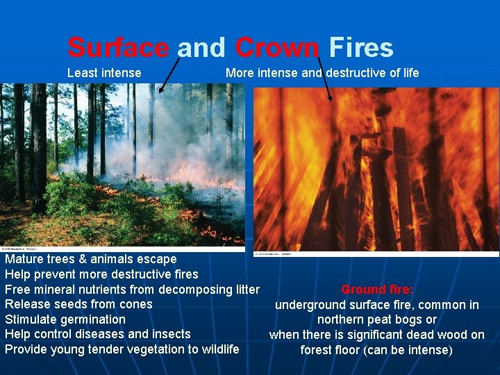 Surface and Crown Fires Least intense More intense and destructive of life Mature trees