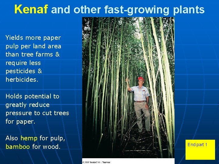 Kenaf and other fast-growing plants Yields more paper pulp per land area than tree