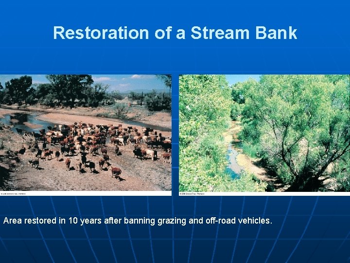 Restoration of a Stream Bank Area restored in 10 years after banning grazing and
