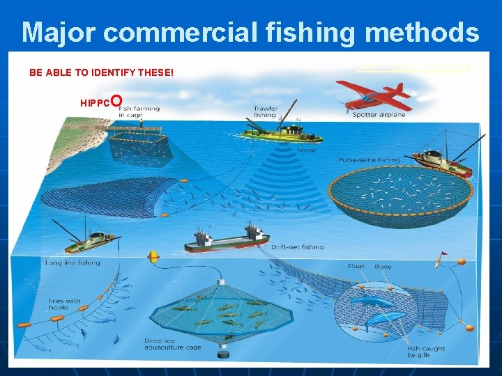 Major commercial fishing methods BE ABLE TO IDENTIFY THESE! HIPPC O Video Tutorial -