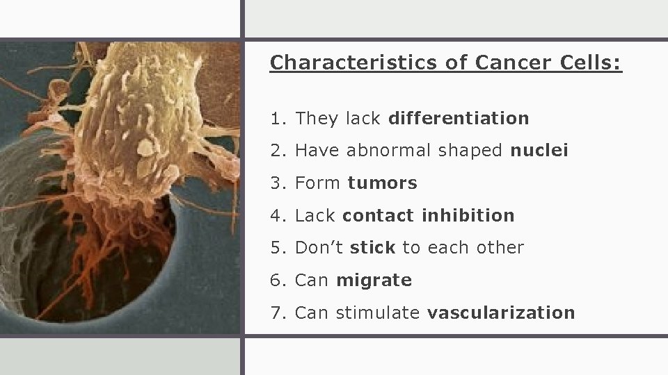 Characteristics of Cancer Cells: 1. They lack differentiation 2. Have abnormal shaped nuclei 3.
