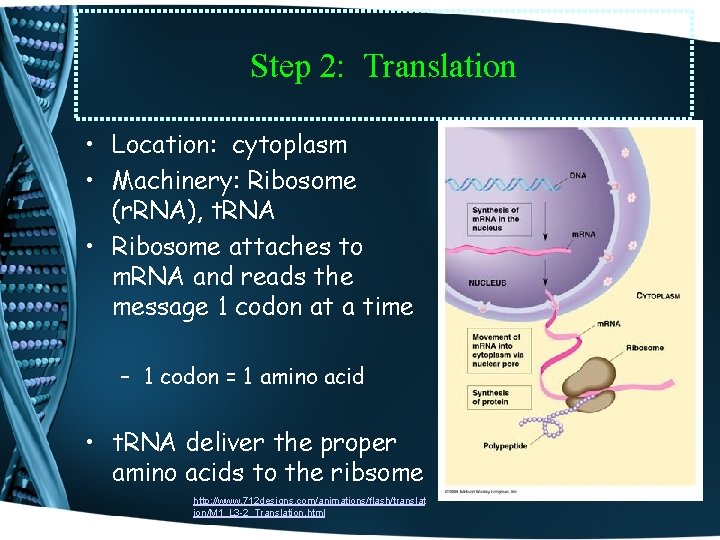 Step 2: Translation • Location: cytoplasm • Machinery: Ribosome (r. RNA), t. RNA •
