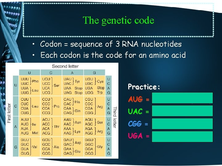 The genetic code • Codon = sequence of 3 RNA nucleotides • Each codon
