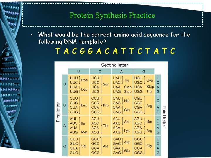 Protein Synthesis Practice • What would be the correct amino acid sequence for the