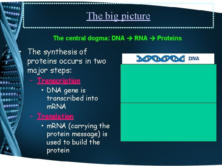 The big picture The central dogma: DNA RNA Proteins • The synthesis of proteins
