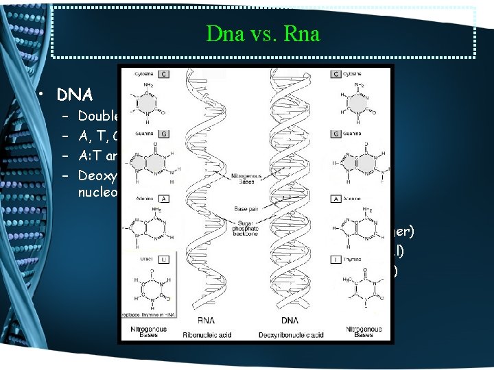 Dna vs. Rna • DNA • RNA – – – – Double stranded A,