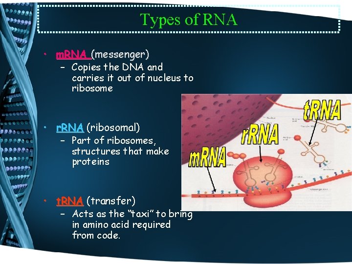 Types of RNA • m. RNA (messenger) – Copies the DNA and carries it