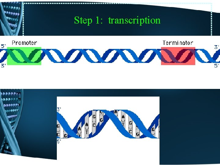 Step 1: transcription • Location: Nucleus • DNA gene is converted into m. RNA
