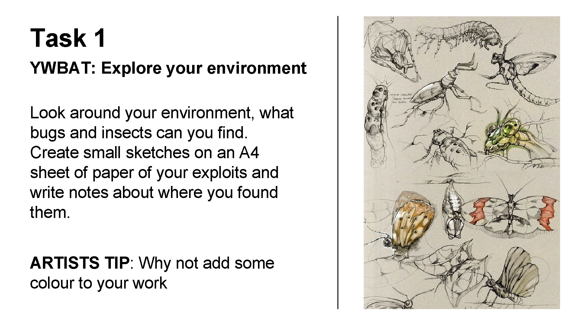Task 1 YWBAT: Explore your environment Look around your environment, what bugs and insects