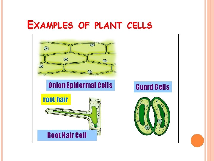 EXAMPLES OF PLANT CELLS Onion Epidermal Cells root hair Root Hair Cell Guard Cells