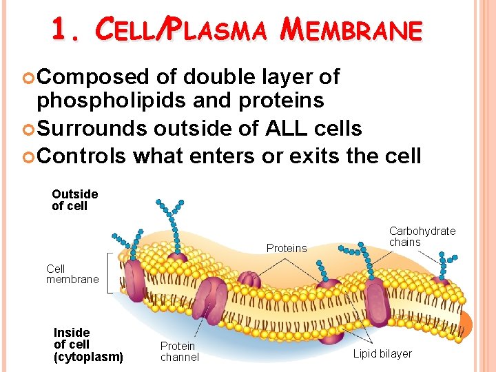 1. CELL/PLASMA MEMBRANE Composed of double layer of phospholipids and proteins Surrounds outside of