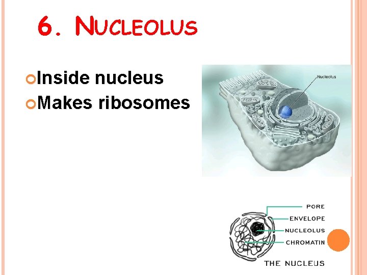 6. NUCLEOLUS Inside nucleus Makes ribosomes 
