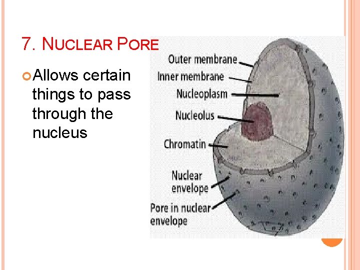 7. NUCLEAR PORE Allows certain things to pass through the nucleus 