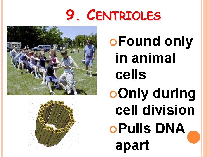 9. CENTRIOLES Found only in animal cells Only during cell division Pulls DNA apart