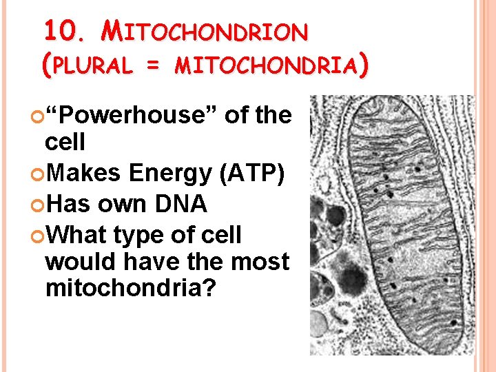 10. MITOCHONDRION (PLURAL = MITOCHONDRIA) “Powerhouse” of the cell Makes Energy (ATP) Has own