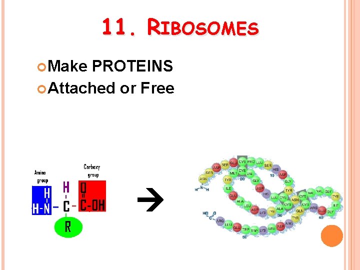 11. RIBOSOMES Make PROTEINS Attached or Free 