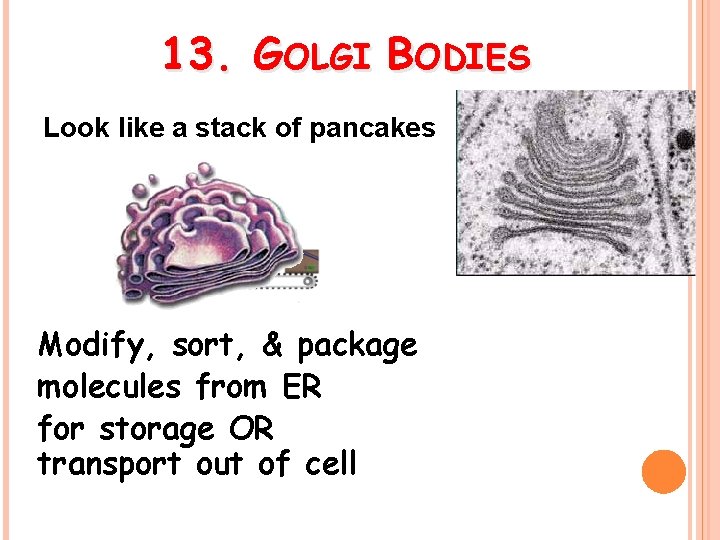 13. GOLGI BODIES Look like a stack of pancakes Modify, sort, & package molecules