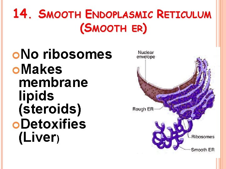 14. SMOOTH ENDOPLASMIC RETICULUM (SMOOTH No ribosomes Makes membrane lipids (steroids) Detoxifies (Liver) ER)