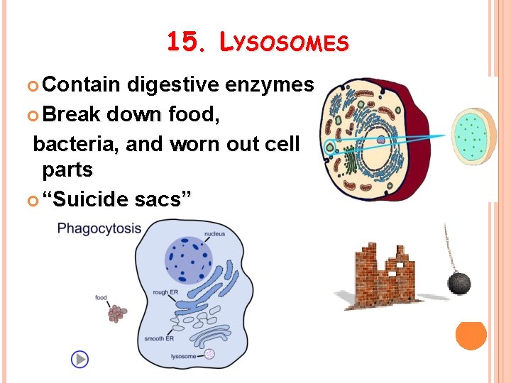 15. LYSOSOMES Contain digestive enzymes Break down food, bacteria, and worn out cell parts