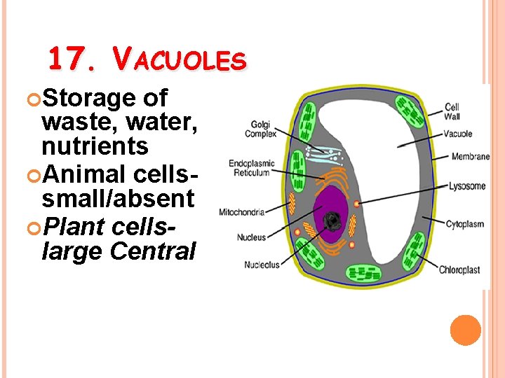17. VACUOLES Storage of waste, water, nutrients Animal cellssmall/absent Plant cellslarge Central 