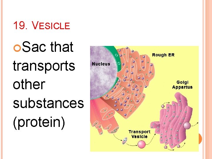 19. VESICLE Sac that transports other substances (protein) 