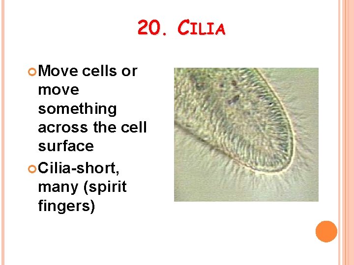 20. CILIA Move cells or move something across the cell surface Cilia-short, many (spirit