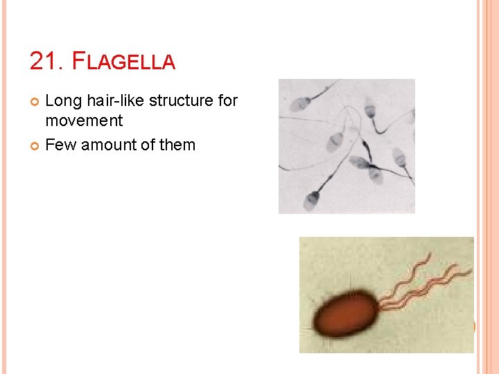 21. FLAGELLA Long hair-like structure for movement Few amount of them 