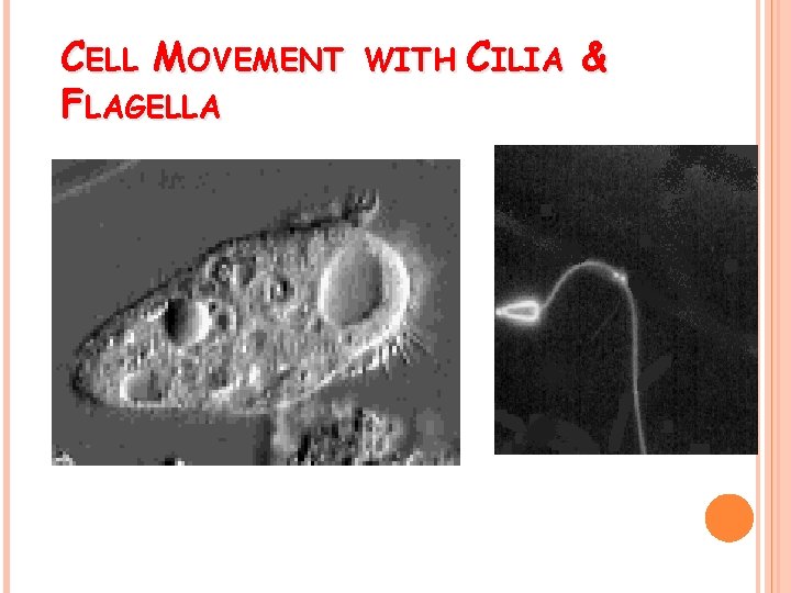 CELL MOVEMENT FLAGELLA WITH CILIA & 