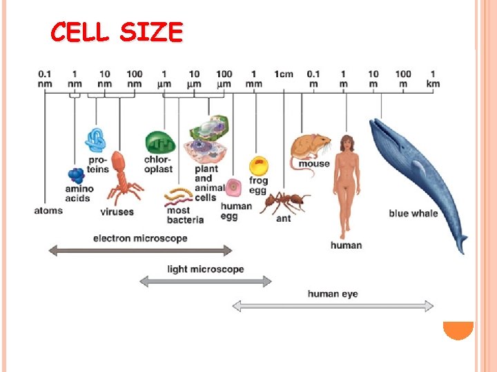 CELL SIZE 