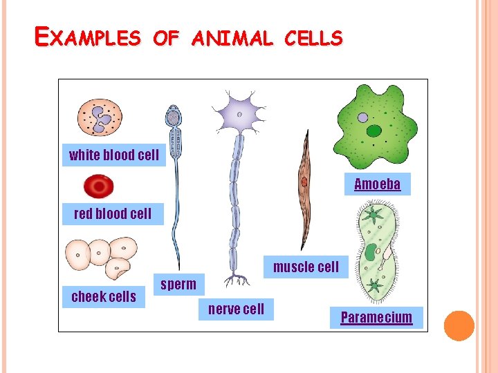 EXAMPLES OF ANIMAL CELLS white blood cell Amoeba red blood cell muscle cell cheek