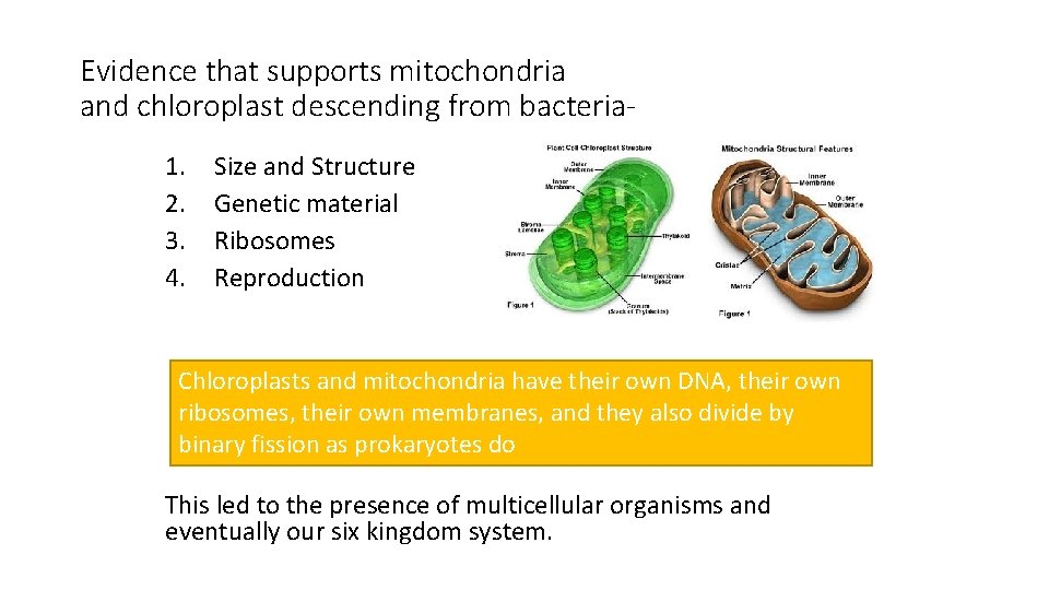 Evidence that supports mitochondria and chloroplast descending from bacteria 1. 2. 3. 4. Size