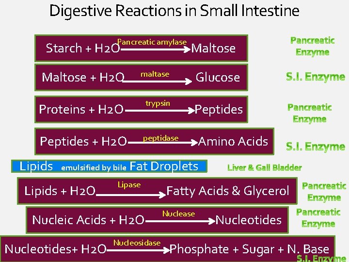 Digestive Reactions in Small Intestine Pancreatic amylase Starch + H 2 O Maltose +