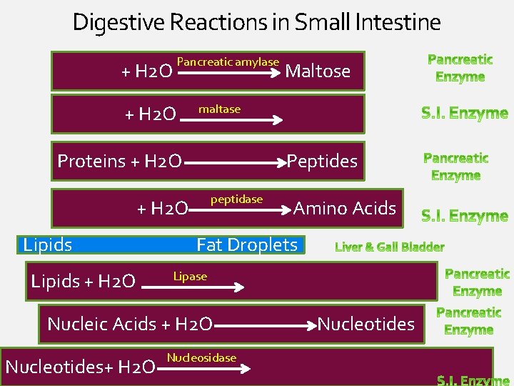 Digestive Reactions in Small Intestine + H 2 O Pancreatic amylase + H 2