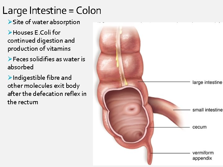 Large Intestine = Colon ØSite of water absorption ØHouses E. Coli for continued digestion