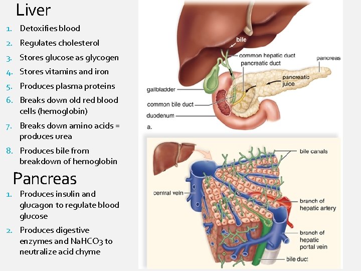 Liver 1. Detoxifies blood 2. Regulates cholesterol 3. Stores glucose as glycogen 4. Stores