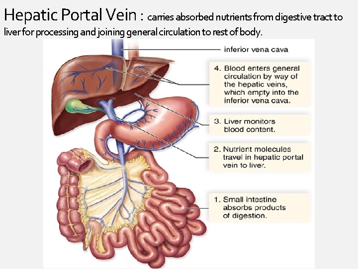 Hepatic Portal Vein : carries absorbed nutrients from digestive tract to liver for processing