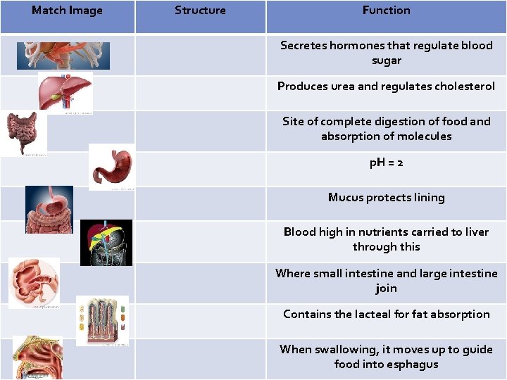 Match Image Structure Function Secretes hormones that regulate blood sugar Produces urea and regulates