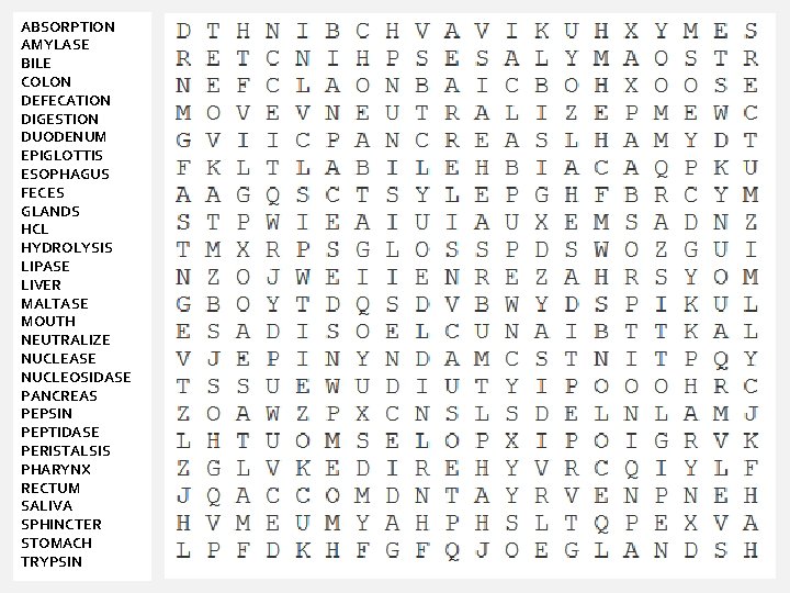 ABSORPTION AMYLASE BILE COLON DEFECATION DIGESTION DUODENUM EPIGLOTTIS ESOPHAGUS FECES GLANDS HCL HYDROLYSIS LIPASE