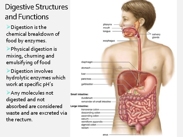 Digestive Structures and Functions ØDigestion is the chemical breakdown of food by enzymes. ØPhysical